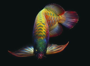 Khái niệm về cá Rồng