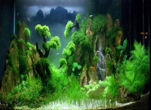Tìm hiểu về phân thủy sinh