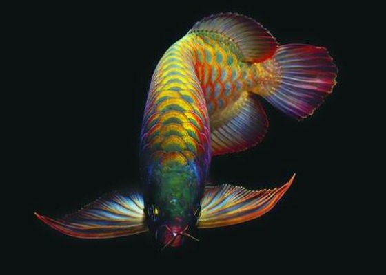 Khái niệm về cá Rồng