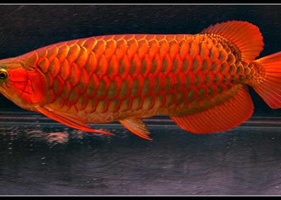 Huyền thoại huyết long ( phần 2)