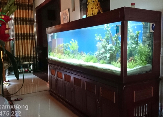 HỒ THỦY SINH DÀI 2m50 x68 x81