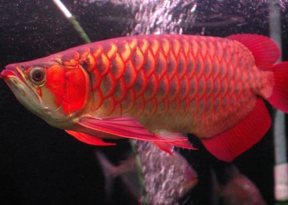 Cách phân loại Huyết Long (phần 1)