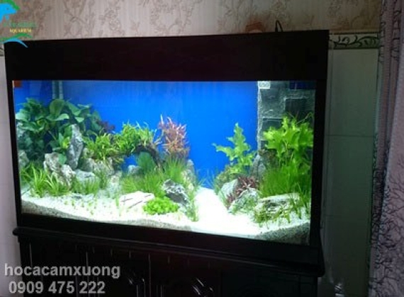 Hồ Thủy Sinh của anh Sơn ở tân Vĩnh Hiệp Tân Uyên