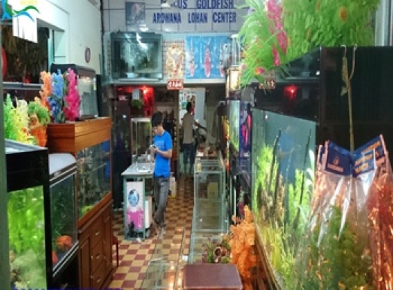 Hồ Cá Rồng - Hình ảnh đang thi công 2