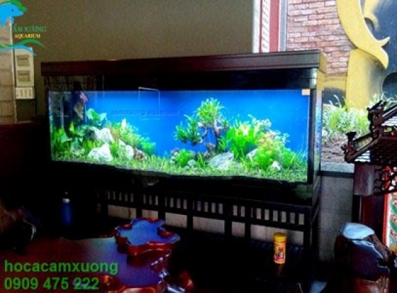 Hồ Thủy Sinh dạng chân gỗ dài 2m40 x 60 x80