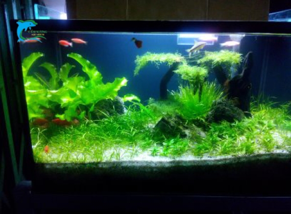 Hồ Thủy Sinh MiNi